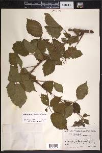 Rubus velox image