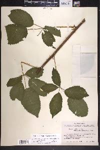 Rubus argutus image