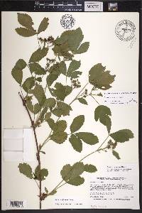 Rubus uniformis image