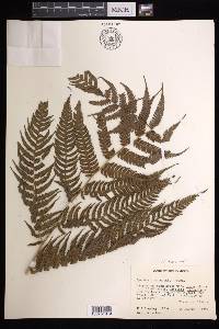 Cyathea tuerckheimii image