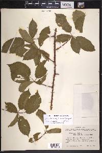 Rubus velox image