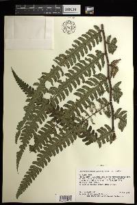 Cyathea mutica image