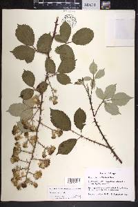 Rubus armeniacus image