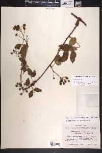 Rubus argutus image