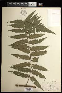 Cyathea pauciflora image