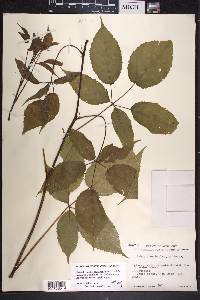 Rubus canadensis image