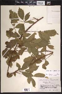 Rubus velox image