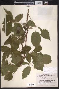 Rubus velox image