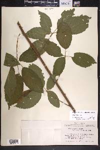 Rubus argutus image