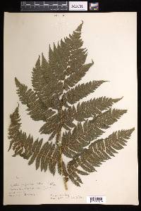 Cyathea tenera image