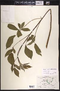 Rubus laudatus image