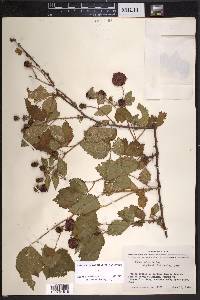 Rubus velox image