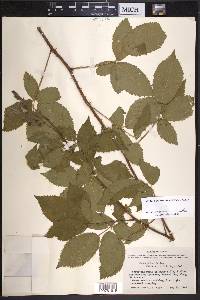 Rubus putus image