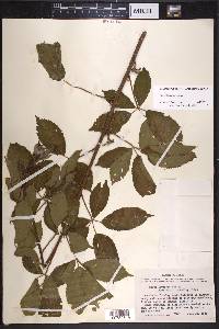 Rubus laudatus image