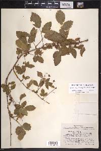 Rubus velox image