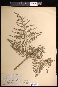 Pteridium caudatum image