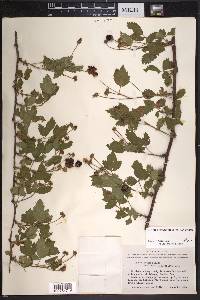 Rubus velox image