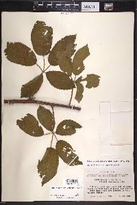 Rubus texanus image