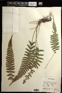 Blechnum occidentale image