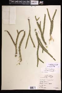 Lycopodiella alopecuroides image