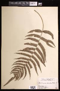 Blechnum occidentale image