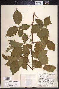 Rubus putus image