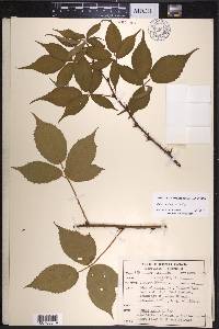 Rubus miscix image