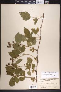 Rubus arundelanus image