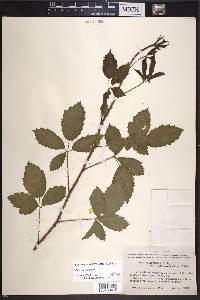 Rubus trivialis image