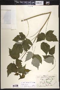 Rubus occidentalis image