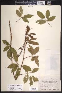 Rubus trivialis image