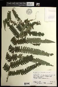 Cyathea mutica image