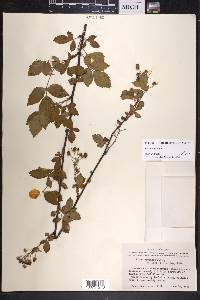 Rubus argutus image