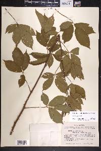 Rubus argutus image