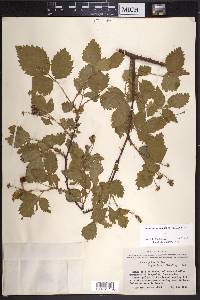 Rubus putus image