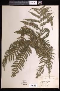 Cyathea tuerckheimii image