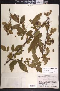 Rubus argutus image