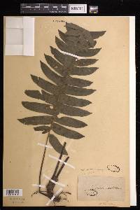 Austroblechnum divergens image