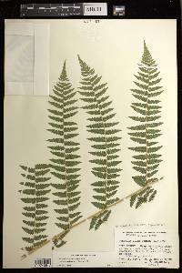 Athyrium asplenioides var. cyclosorum image