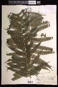 Cyathea tuerckheimii image