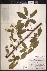 Rubus velox image