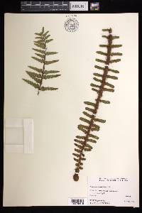 Asplenium horridum image