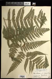 Cyathea pauciflora image