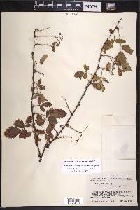 Rubus velox image