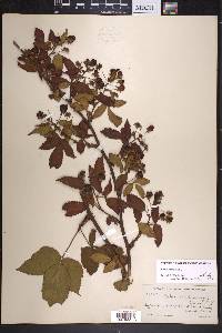 Rubus canadensis image