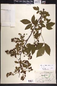 Rubus argutus image