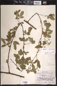 Rubus velox image