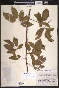 Rubus velox image