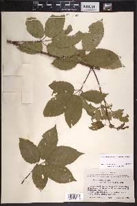 Rubus velox image