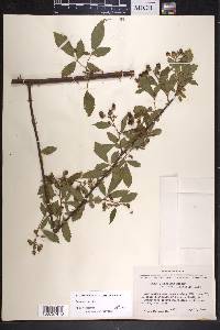 Rubus argutus image